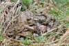 Adult-female-common-toad-with-four-males-in-mating-ball-in-wet-grassland.jpg