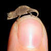 Juvenile_Brookesia_micra_on_finger_tip.png