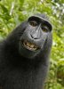 Macaca_nigra_self-portrait-602x833.jpg