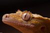 crested_gecko_female_by_nakkimo-d5j8kzc.jpg