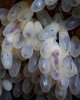 Octopus-eggs.jpg