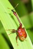 Giraffe_Weevil_Apoderus_Longicollis.jpg