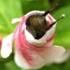 bumblebee-butt2.jpg