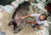 Giant-pigs-061019-Reuters.jpg
