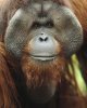 orangutan pongo.jpg