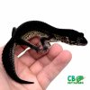 black-night-leopard-gecko-morph.jpg